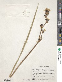 Libertia ixioides image