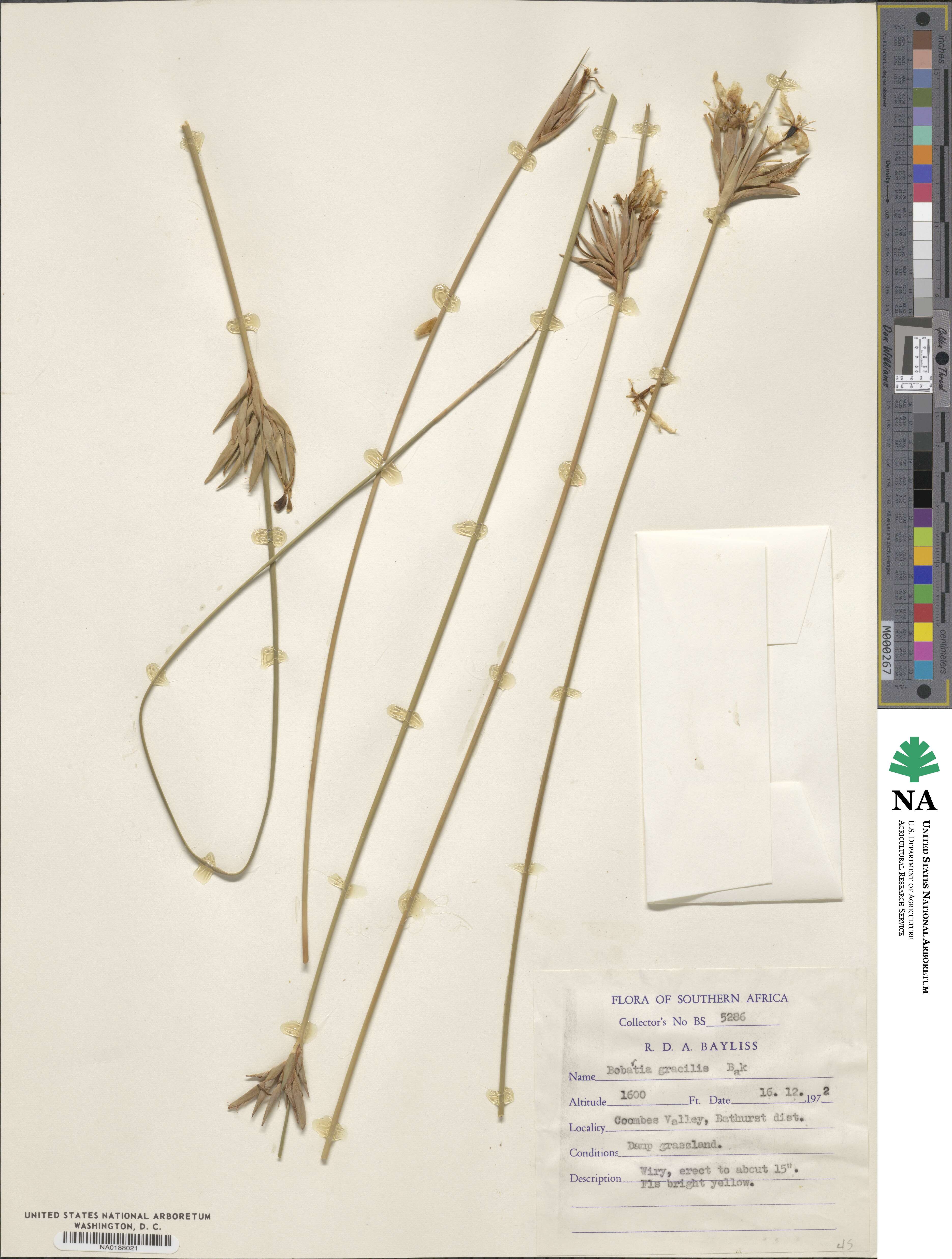 Bobartia gracilis image