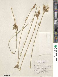 Bobartia gracilis image