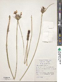 Image of Bobartia indica