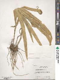 Iris domestica image