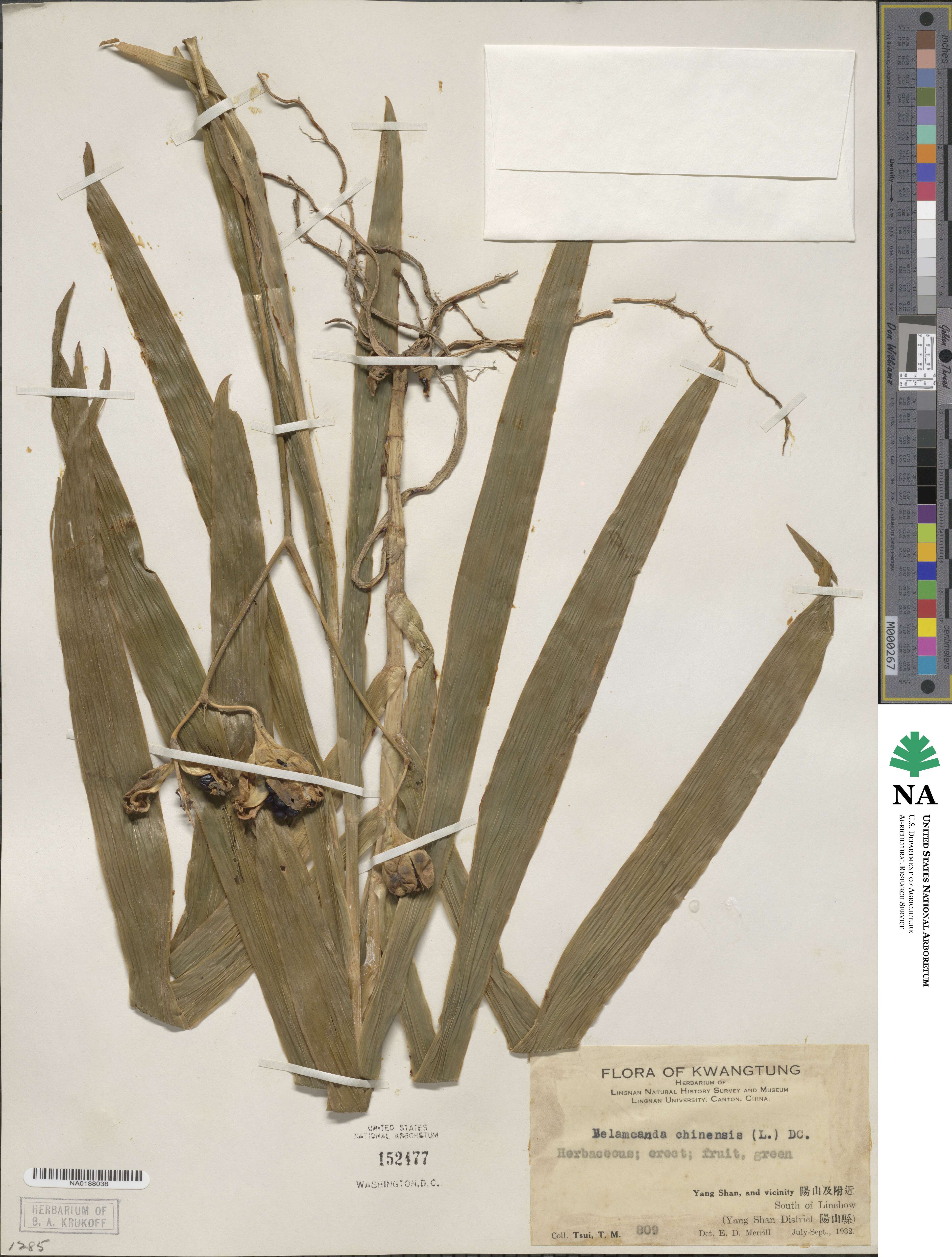 Iris domestica image