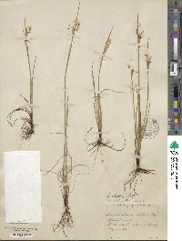 Sisyrinchium albidum image