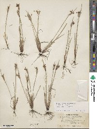 Sisyrinchium albidum image