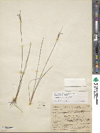 Sisyrinchium albidum image