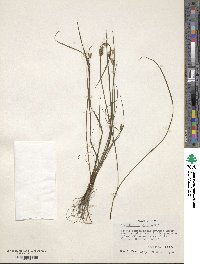 Sisyrinchium albidum image