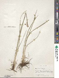 Sisyrinchium albidum image