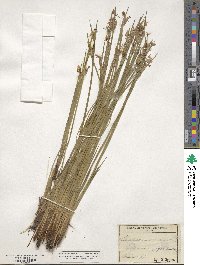 Sisyrinchium albidum image