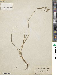 Sisyrinchium demissum image