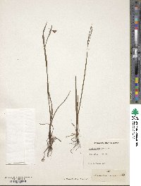 Sisyrinchium angustifolium image