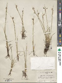 Sisyrinchium angustifolium image