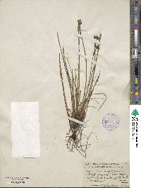 Sisyrinchium angustifolium image