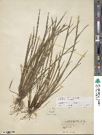 Sisyrinchium angustifolium image