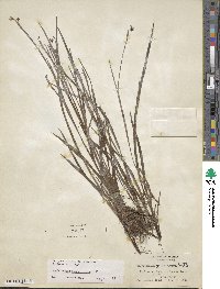 Sisyrinchium angustifolium image