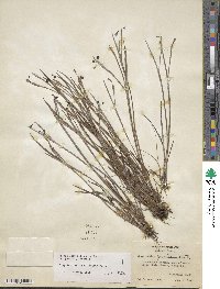 Sisyrinchium angustifolium image