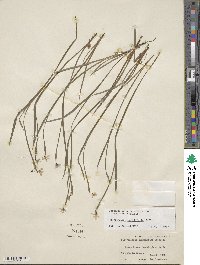 Sisyrinchium angustifolium image