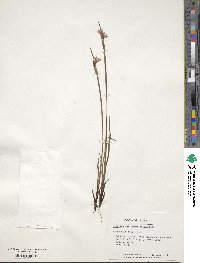 Sisyrinchium angustifolium image