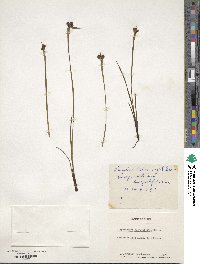 Sisyrinchium angustifolium image