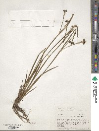 Sisyrinchium angustifolium image