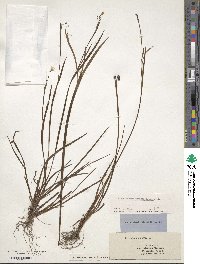 Sisyrinchium angustifolium image