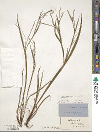 Sisyrinchium angustifolium image