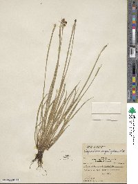 Sisyrinchium angustifolium image