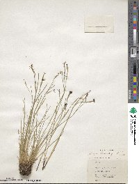 Sisyrinchium angustifolium image