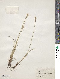 Sisyrinchium angustifolium image