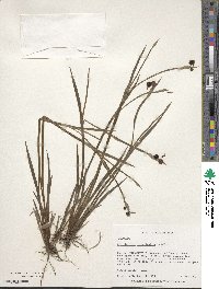 Sisyrinchium angustifolium image