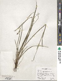 Sisyrinchium angustifolium image