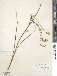 Sisyrinchium angustifolium image