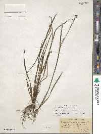 Sisyrinchium angustifolium image