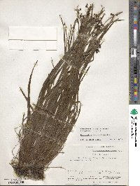 Sisyrinchium angustifolium image