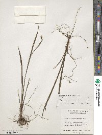 Sisyrinchium angustifolium image