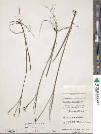 Sisyrinchium angustifolium image