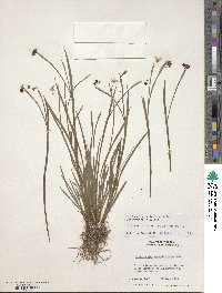 Sisyrinchium angustifolium image