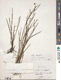 Sisyrinchium angustifolium image