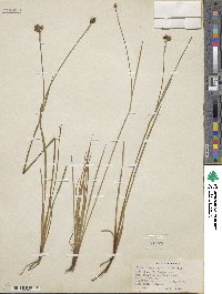 Sisyrinchium angustifolium image