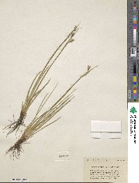 Sisyrinchium angustifolium image