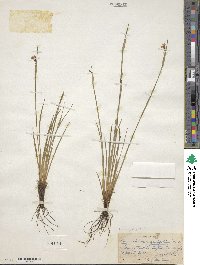 Sisyrinchium angustifolium image