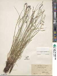 Sisyrinchium angustifolium image