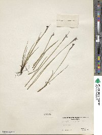 Sisyrinchium angustifolium image