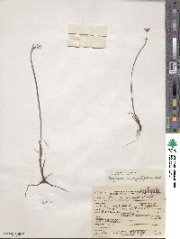 Sisyrinchium angustifolium image