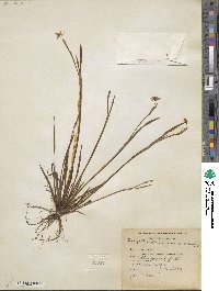 Sisyrinchium angustifolium image