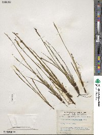 Sisyrinchium angustifolium image