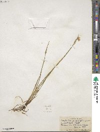 Sisyrinchium angustifolium image