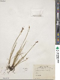 Sisyrinchium angustifolium image