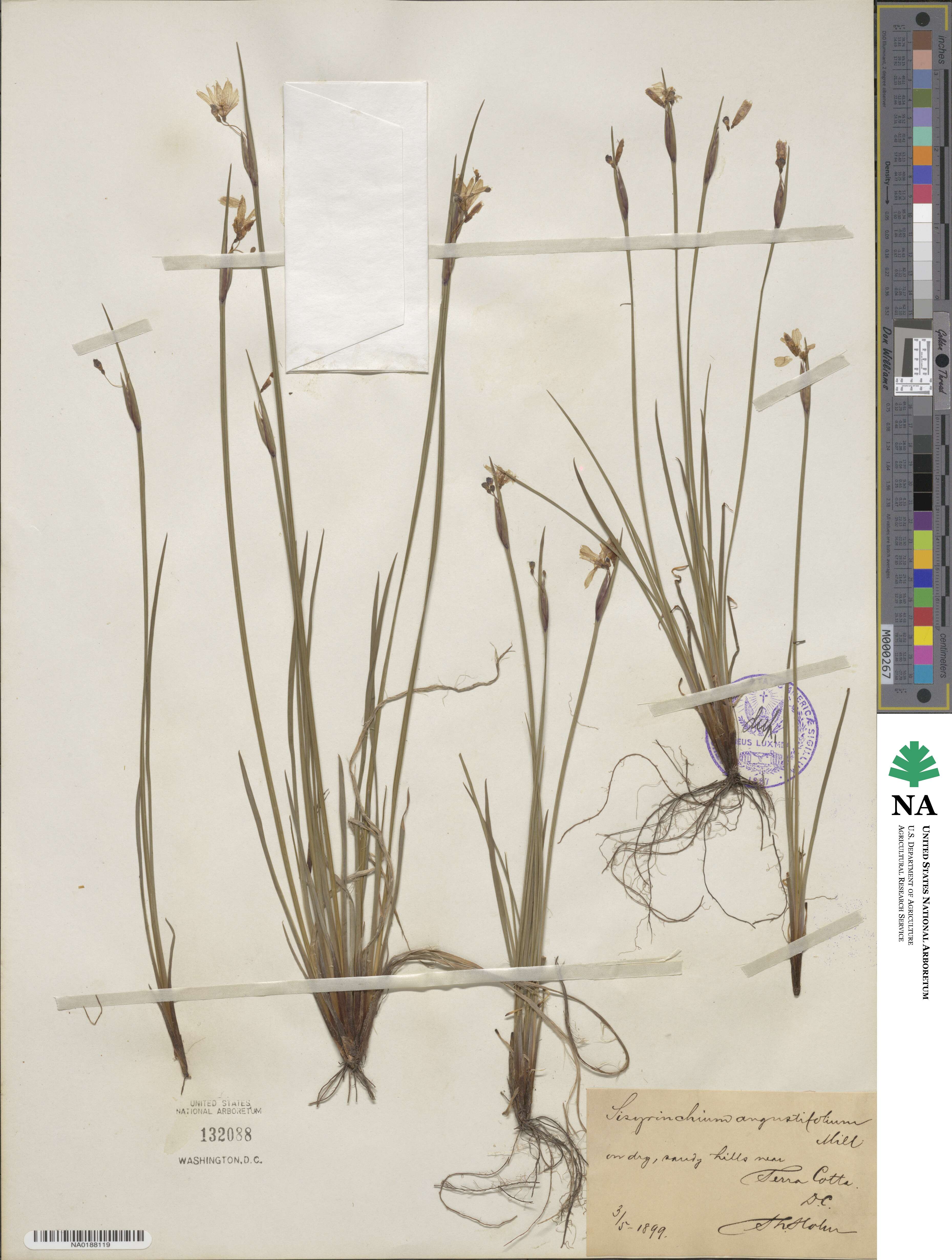 Sisyrinchium angustifolium image