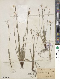 Sisyrinchium angustifolium image