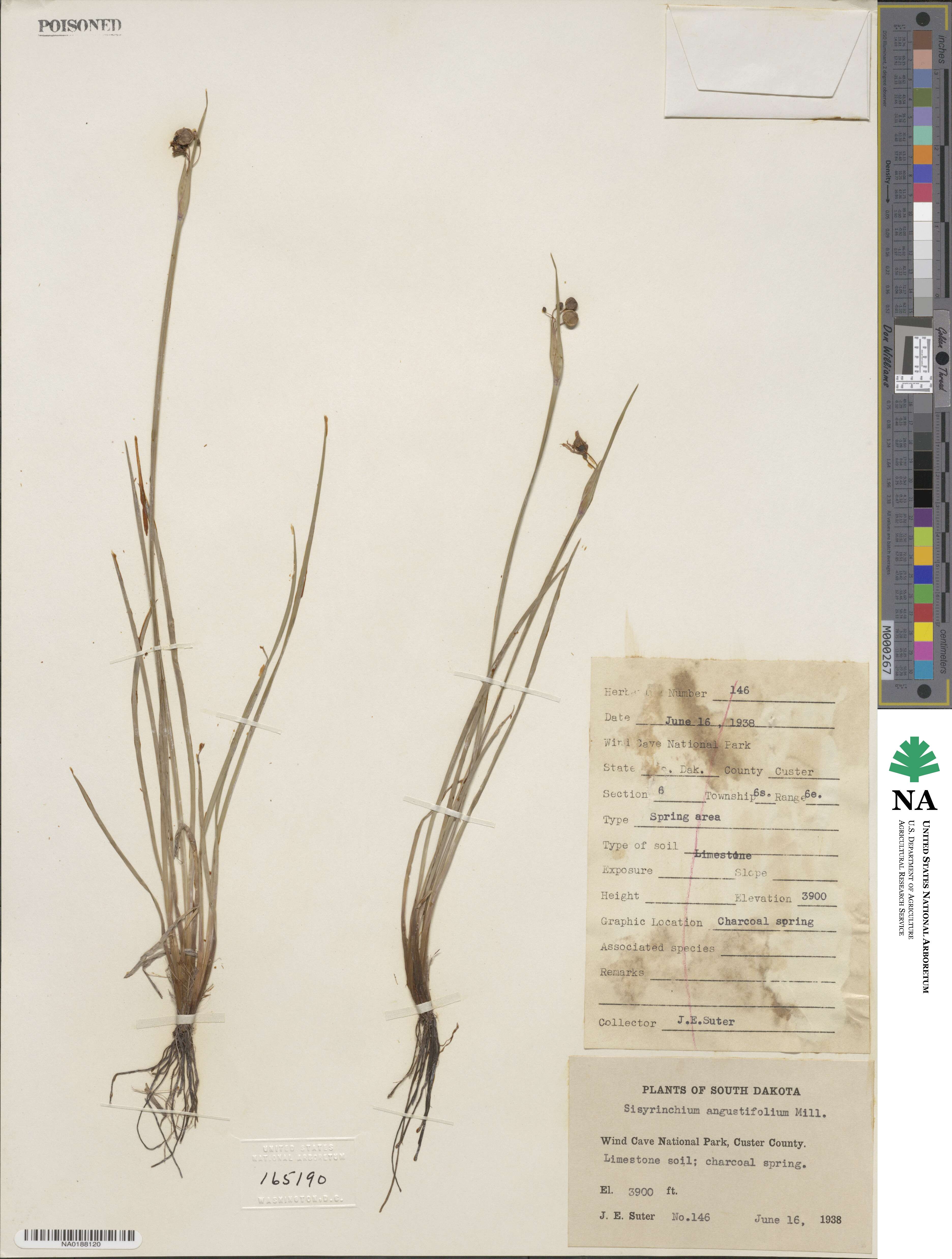 Sisyrinchium angustifolium image